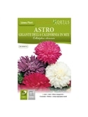 HORTUS - SECIA PRINCESA MIX (A144) - 089613