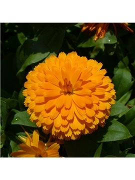 HORTUS - CALENDULAS DOBRADAS MIX (C054) - 089621