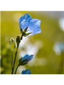 HORTUS - CAMPANULA AZUL (C074) - 089622