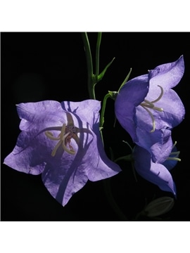 HORTUS - CAMPANULA AZUL (C074) #1 - 089622