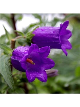 HORTUS - CAMPANULA MIX (C084) - 089623