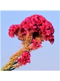 HORTUS - CELOSIA CRISTA DE GALO RASTEIRA MIX (C114) - 089626