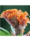 HORTUS - CELOSIA CRISTA DE GALO RASTEIRA MIX (C114) #1 - 089626