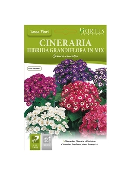 HORTUS - CINERARIA HIBRIDA MIX (C164) - 089627