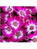 HORTUS - CINERARIA HIBRIDA MIX (C164) - 089627