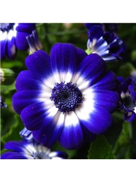 HORTUS - CINERARIA HIBRIDA MIX (C164) #1 - 089627