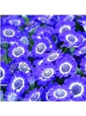 HORTUS - CINERARIA HIBRIDA MIX (C164) #2 - 089627