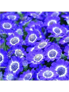 HORTUS - CINERARIA HIBRIDA MIX (C164) #2 - 089627