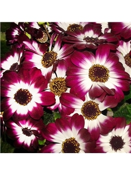 HORTUS - CINERARIA HIBRIDA MIX (C164) #3 - 089627