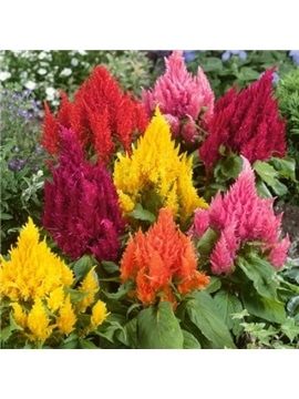 HORTUS - CELOSIA PLUMOSA ALTA MIX (C124) - 089827