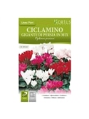 HORTUS - CICLAME GIGANTE MIX (C154) - 089831