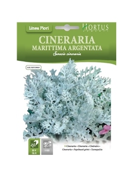 HORTUS - CINERARIA MARITIMA SILVER (C174) - 089628