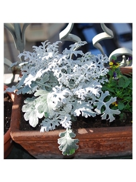 HORTUS - CINERARIA MARITIMA SILVER (C174) - 089628