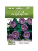 HORTUS - POLIMIACIA VIOLETA (C194) - 089630