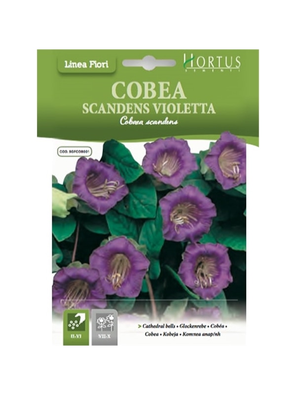 HORTUS - POLIMIACIA VIOLETA (C194) - 089630