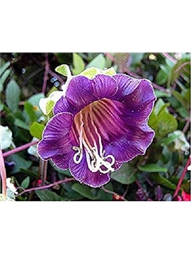 HORTUS - POLIMIACIA VIOLETA (C194) - 089630