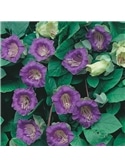 HORTUS - POLIMIACIA VIOLETA (C194) #1 - 089630