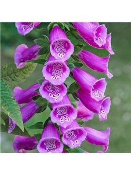 HORTUS - DIGITALIS MIX (D024) - 089636