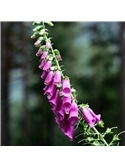 HORTUS - DIGITALIS MIX (D024) #1 - 089636