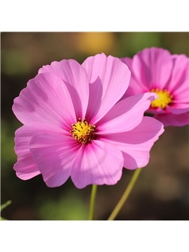 HORTUS - COSMOS SENSACAO MIX (C224) - 089633