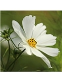 HORTUS - COSMOS SENSACAO MIX (C224) #1 - 089633