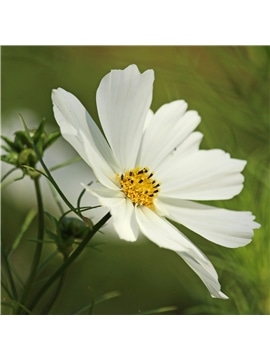 HORTUS - COSMOS SENSACAO MIX (C224) #1 - 089633