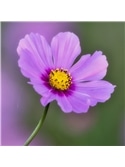 HORTUS - COSMOS SENSACAO MIX (C224) #2 - 089633