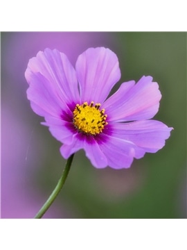 HORTUS - COSMOS SENSACAO MIX (C224) #2 - 089633