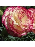 HORTUS - CRAVO CHAUBAUD DOBRADO MIX (G044) - 089642