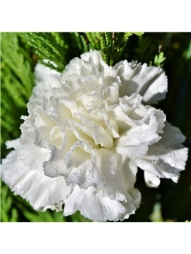 HORTUS - CRAVO CHAUBAUD DOBRADO BRANCO (G044) - 089643