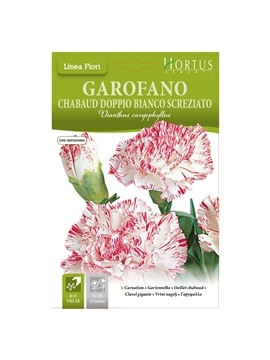 HORTUS - CRAVO CHAUBAUD DOBRADO ESTRIADO (G064) - 089644