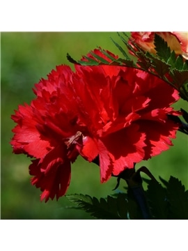 HORTUS - CRAVO CHAUBAUD DOBRADO VERMELHO (G074) - 089645