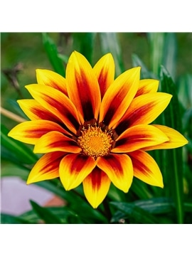 HORTUS - GAZANIA MIX (G104) - 089648