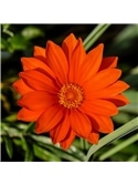 HORTUS - GAZANIA MIX (G104) #1 - 089648