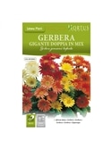 HORTUS - GERBERA GIGANTE DOBRADA MIX (G124) - 089650