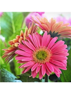 HORTUS - GERBERA GIGANTE DOBRADA MIX (G124) - 089650