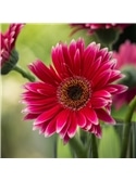 HORTUS - GERBERA GIGANTE DOBRADA MIX (G124) #1 - 089650