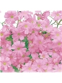 HORTUS - GIPSOFILA ROSA (G154) - 089652