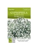 HORTUS - GIPSOFILA PANICULATA (G164) - 089653