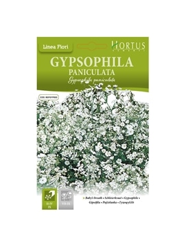 HORTUS - GIPSOFILA PANICULATA (G164) - 089653