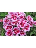 HORTUS - GODETEA FLOR DE AZALIA MIX (G174) - 089654