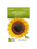 HORTUS - GIRASSOL GIGANTE (G184) - 089655