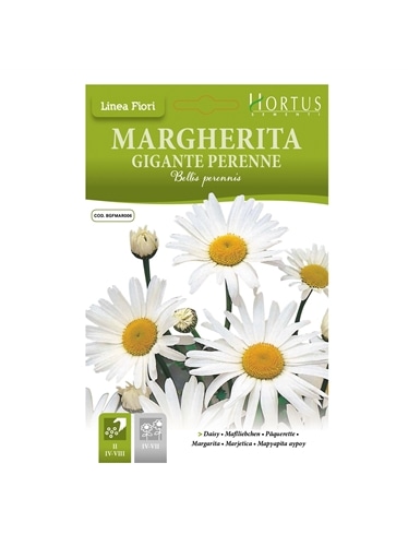 HORTUS - MARGARIDA GIGANTE (M034) - 089665