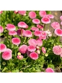 HORTUS - MARGARIDA POMPOM DOBRADA MIX (M044) - 089666