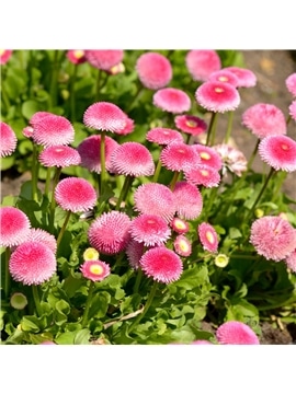 HORTUS - MARGARIDA POMPOM DOBRADA MIX (M044) - 089666