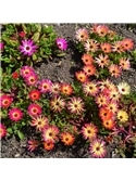 HORTUS - MESEMBRIANTEMACEO MIX (M054) - 089667