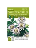 HORTUS - FLOR DE MARACUJA (P014) - 089677