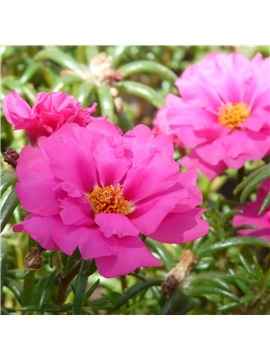 HORTUS - PORTULACA DOBRADA MIX (P084) - 089684