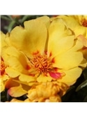 HORTUS - PORTULACA DOBRADA MIX (P084) #1 - 089684