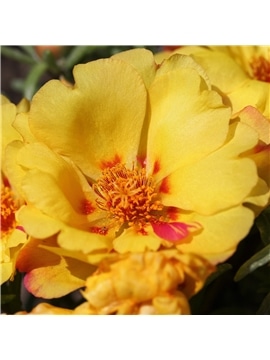 HORTUS - PORTULACA DOBRADA MIX (P084) #1 - 089684